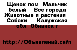 Щенок пом. Мальчик белый  - Все города Животные и растения » Собаки   . Калужская обл.,Обнинск г.